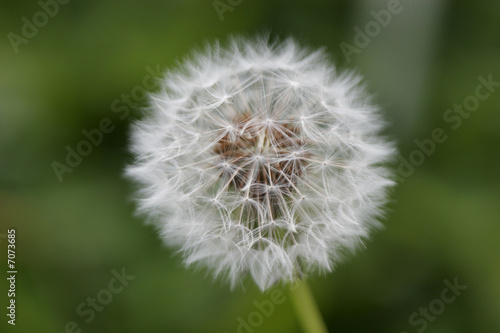 dandelion