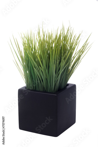 house plant