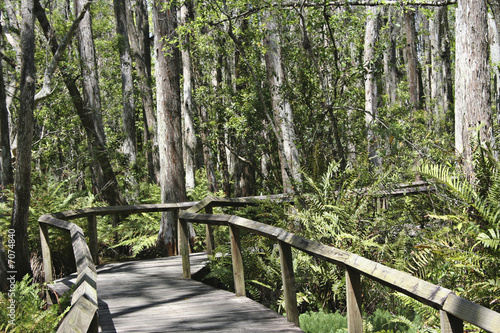 lush tropical forest path photo