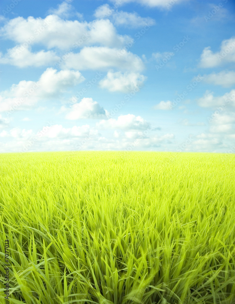 Landscape of green meadow, clouds and blue sky Landscape of green meadow, clouds and blue sky