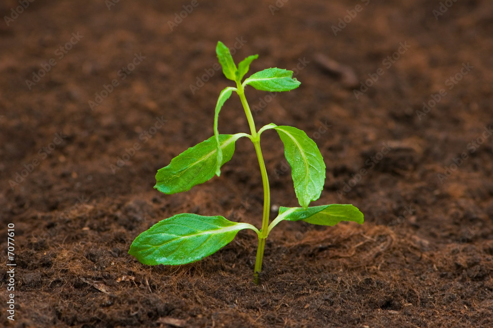 New life concept - green seedling growing out of soil New life concept - green seedling growing out of soil
