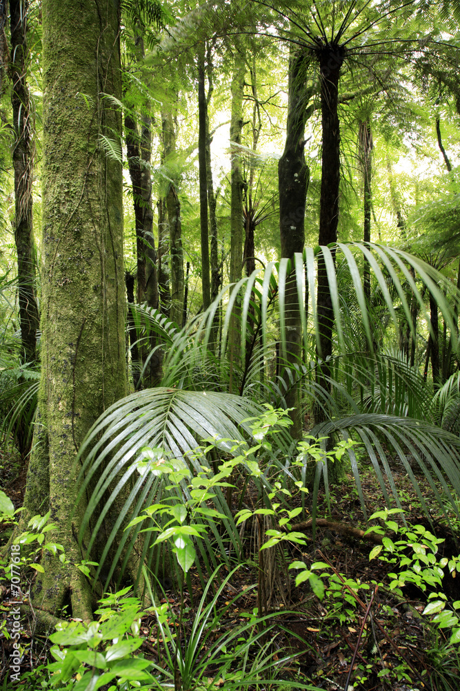 Obraz premium Tropical jungle forest