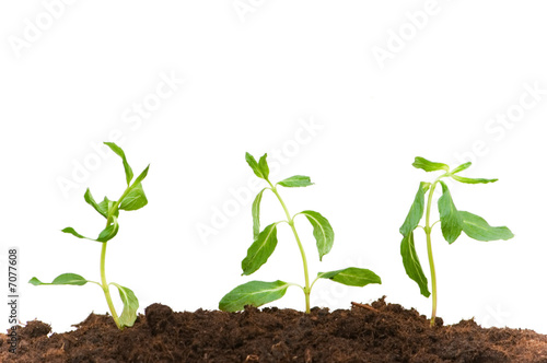 Three seedlings isolated on the white background