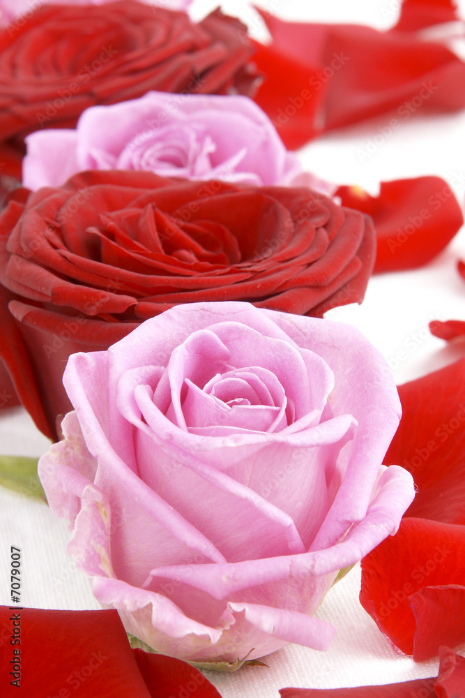 Fototapeta premium rose 6