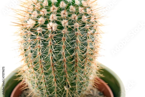 Photos Cactus close-up, shallow DOF