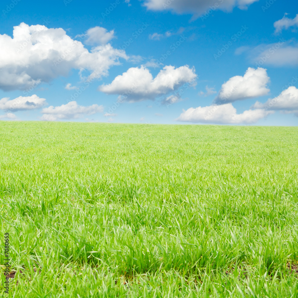 green spring field