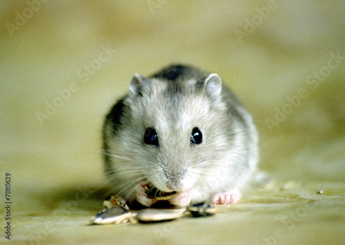  Cute, adorable sapphire dwarf hamster