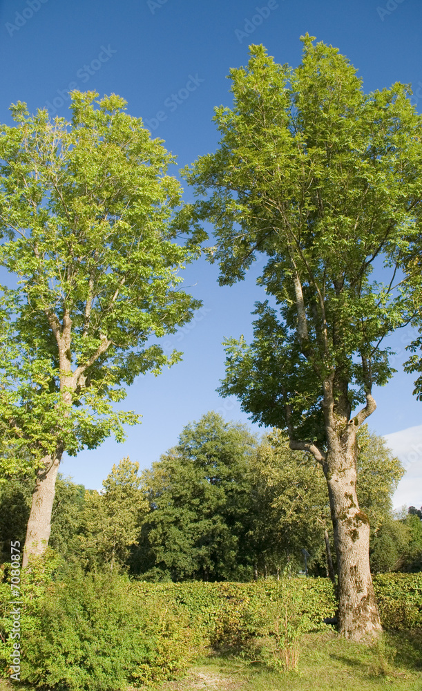 bäume bäume