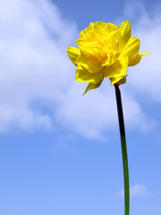 Foto auf Acrylglas Narzisse Close up of a spring daffodil flower  © Wingnut Designs