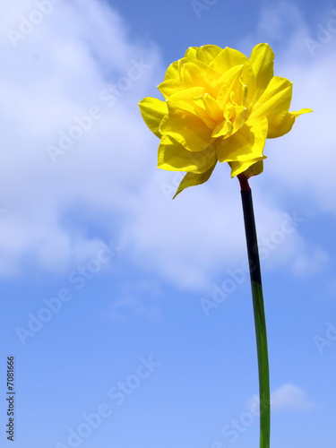Close up of a spring daffodil flower