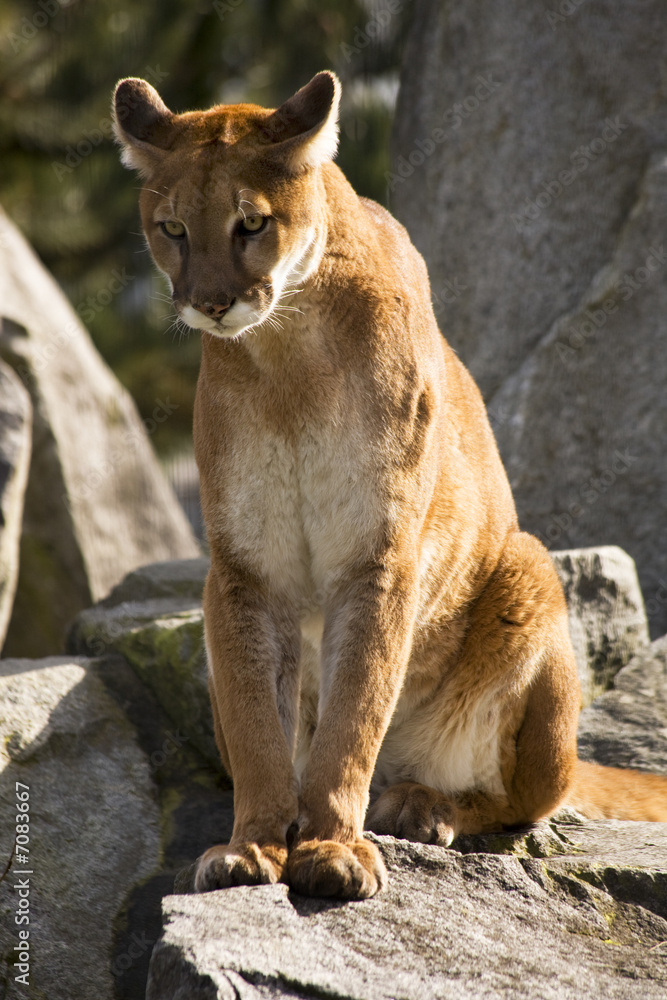 Fototapeta premium Mountain Lion Cougar Looking for Prey