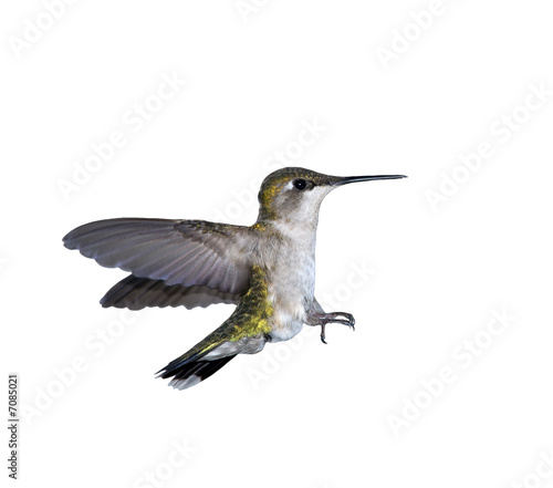 Flying Hummingbird on white