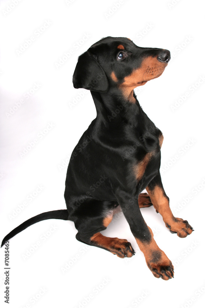 Welpe Hund Dobermann Rüde haustier sitzend hündin