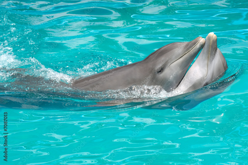 dolphin couple in love
