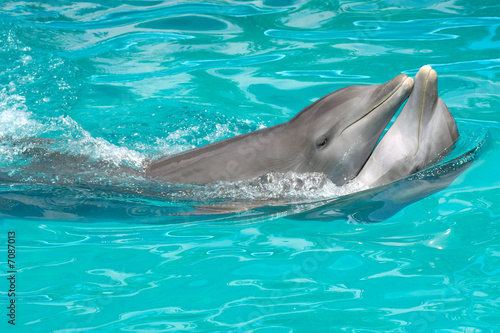 dolphin couple in love