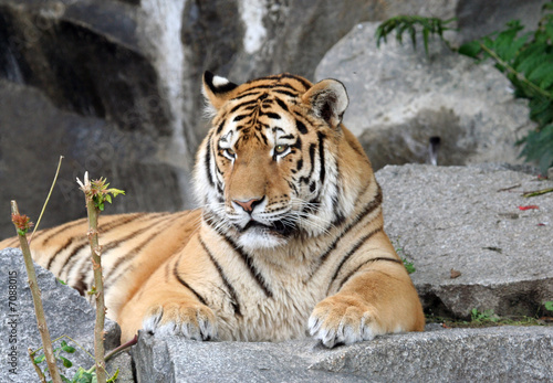 Beautiful tiger portrait