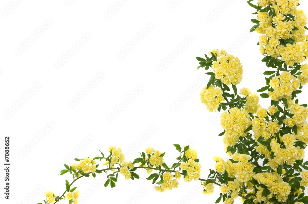Spring Flowers Spring Flowers