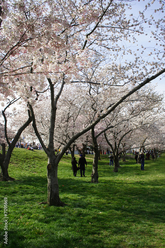 Cheery Blossom