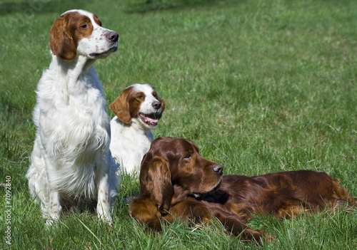 Irish setter trio