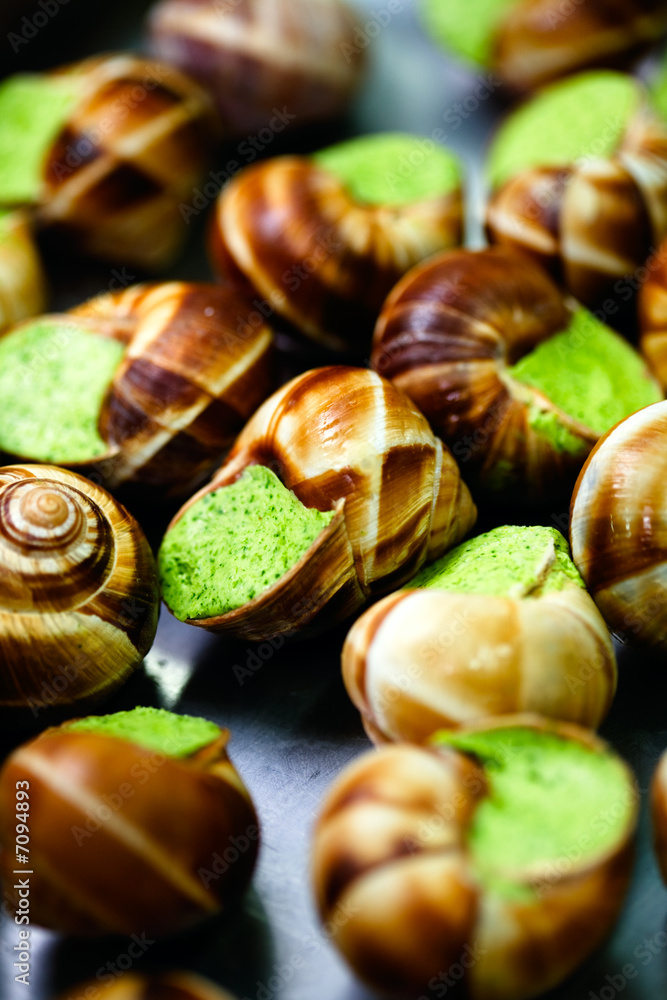 edible snails edible snails