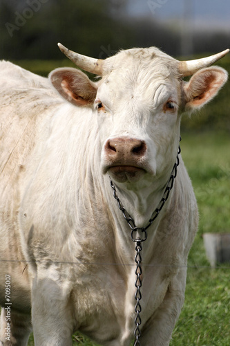 Vache de Romenay_2 © Jean-Paul Comparin