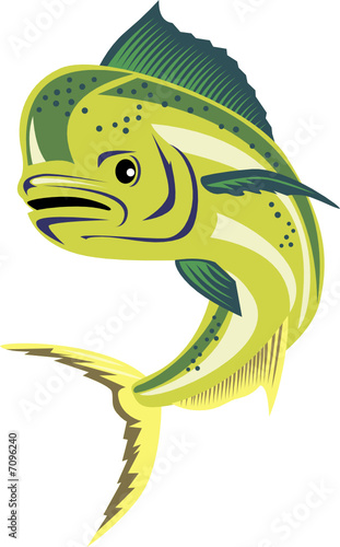 Dolphin fish