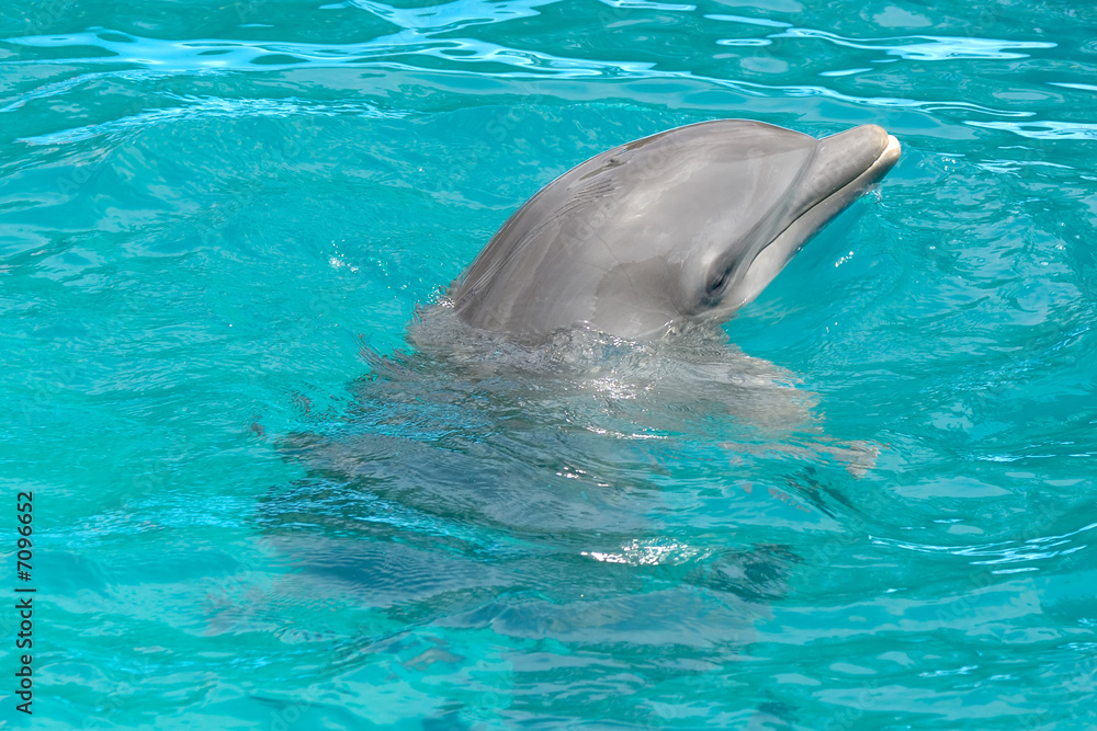 Naklejka premium Dolphin in blue water