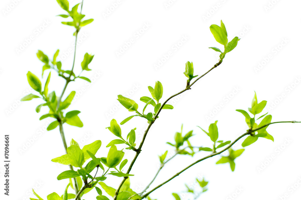 spring branch isolated