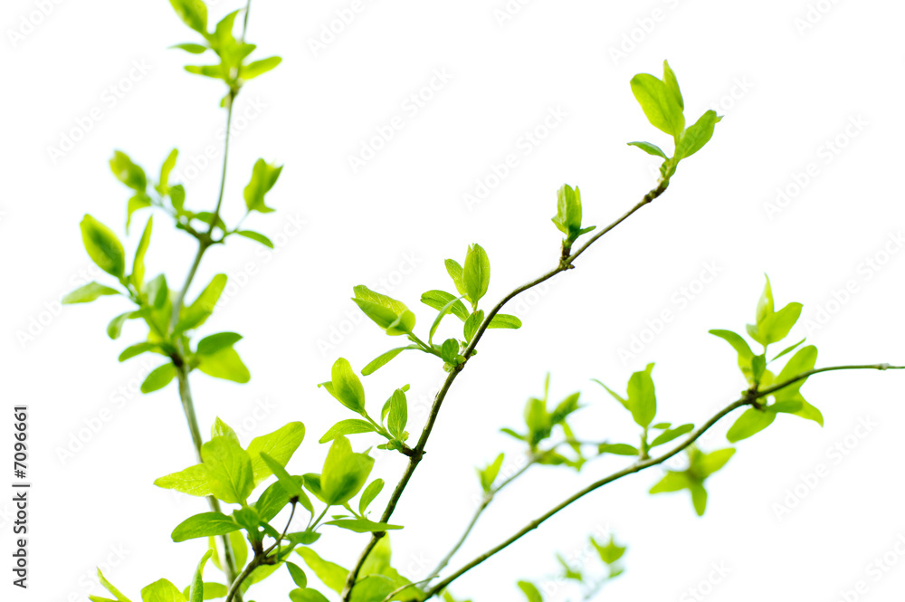 spring branch isolated spring branch isolated