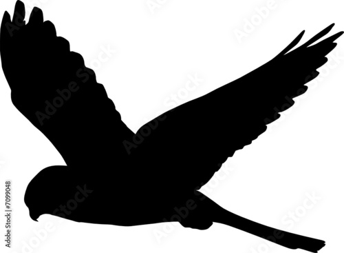 vogel