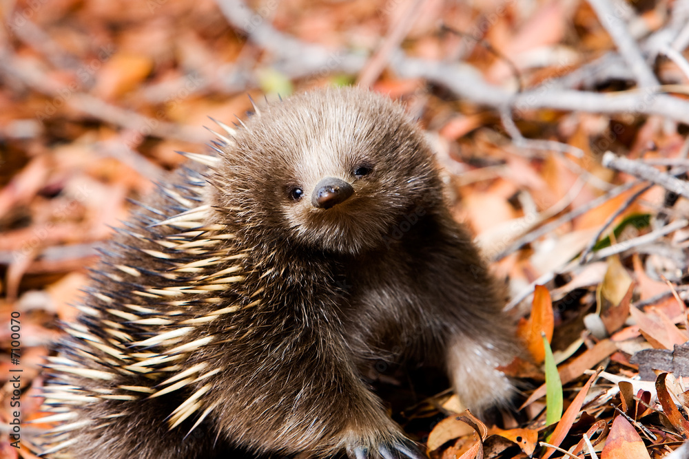 Ταπετσαρία Echidna in forest in Tasmania