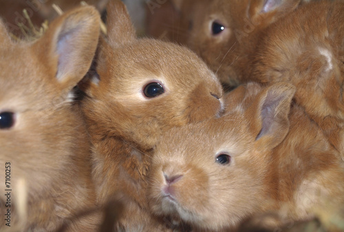 lapins