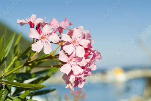 Oleander