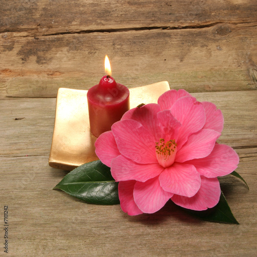 Small candle and Camellia