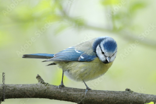 Mésange bleue Parus caeruleus femelle © NICOLAS LARENTO
