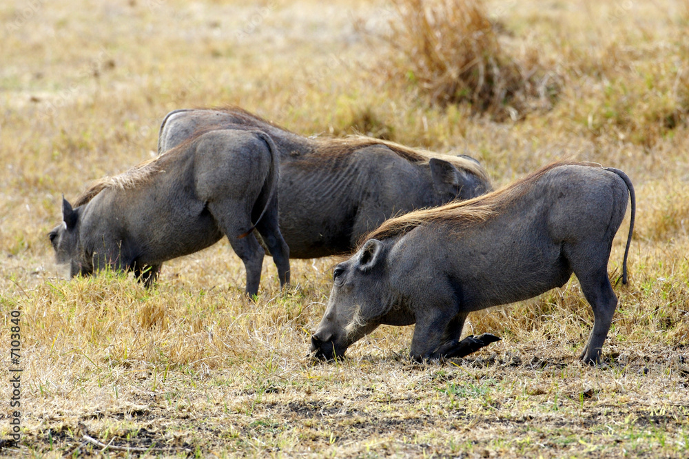 Warthog Warthog