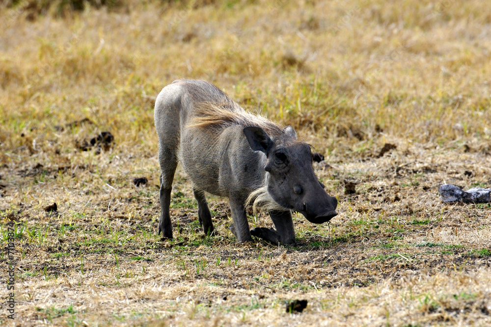 Warthog Warthog