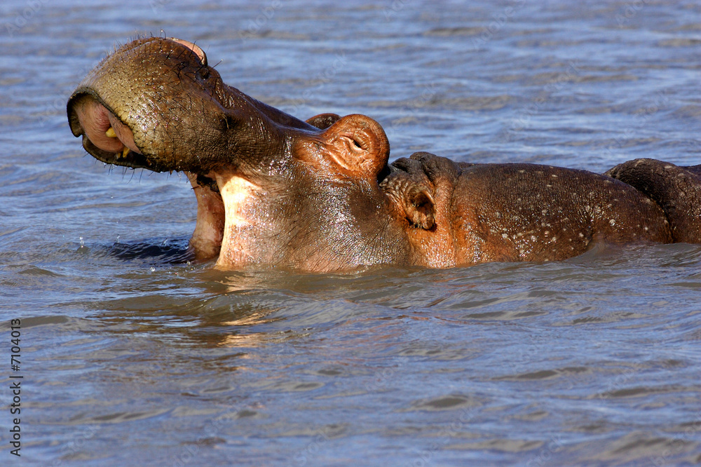 Fototapeta premium African Hippopotamus