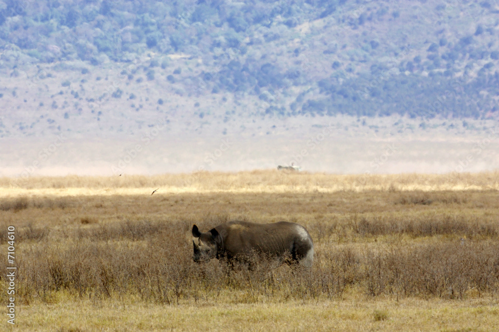 Black Rhino