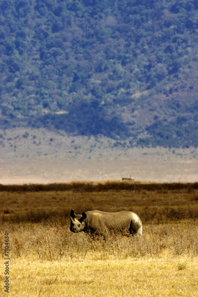 Black Rhino