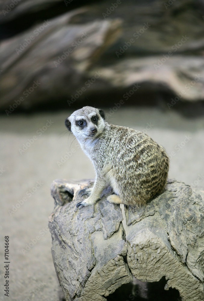 Fototapeta premium meerkat awareness