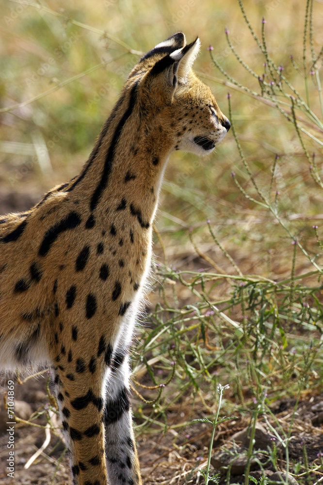 Obraz premium Serval Cat