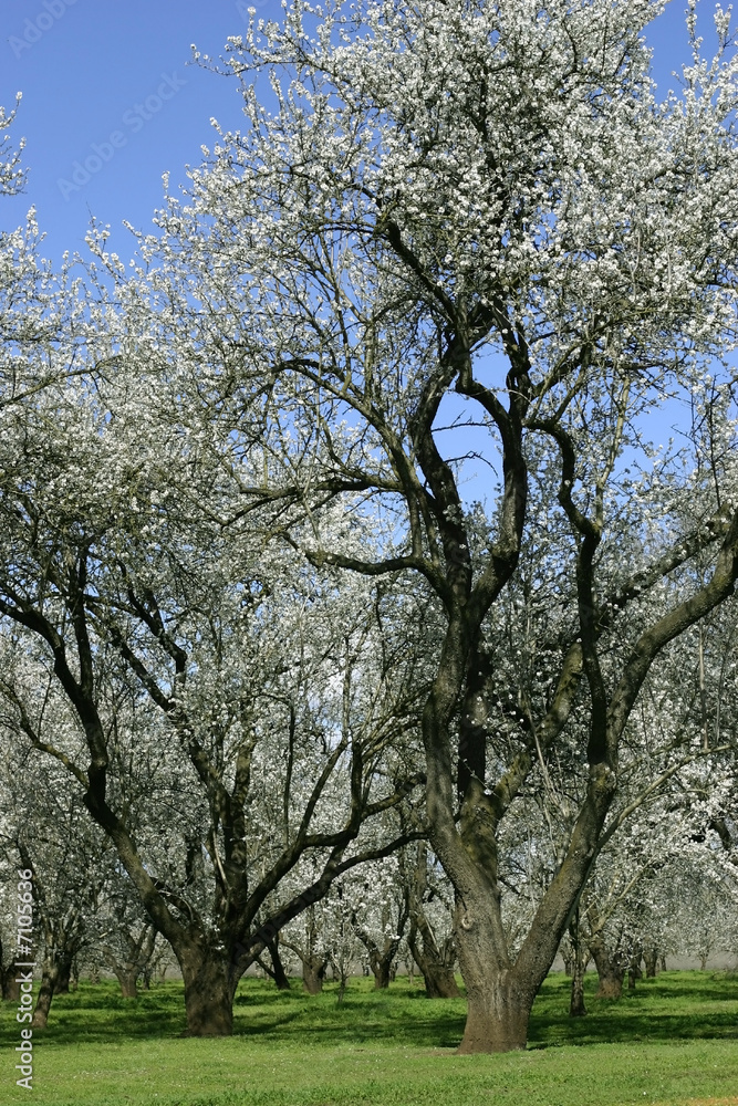 Prunus dulcis, flowering nonpareil almond tree branches Prunus dulcis, flowering nonpareil almond tree branches
