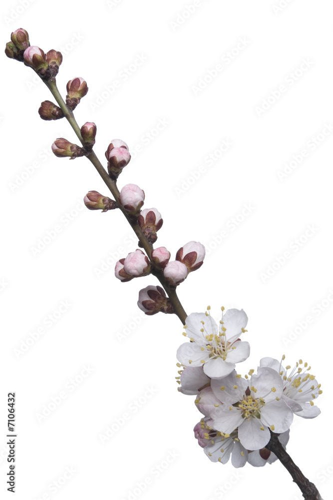 Blossoming twig of apricot - tree (isolated on white). Blossoming twig of apricot - tree (isolated on white).