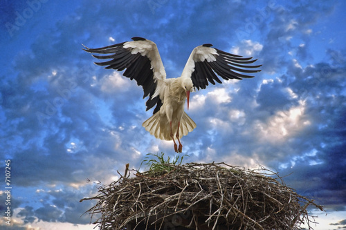 Cicogna in atterraggio sul nido (cartolina)
