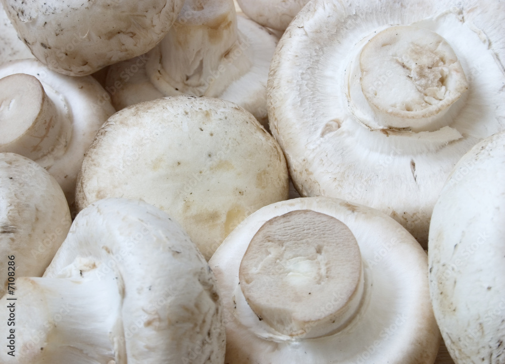 mushrooms mushrooms