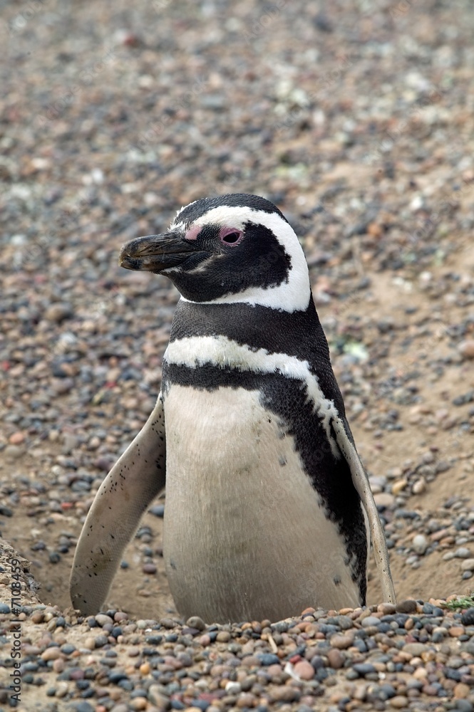 Fototapeta premium Magellanic penguin