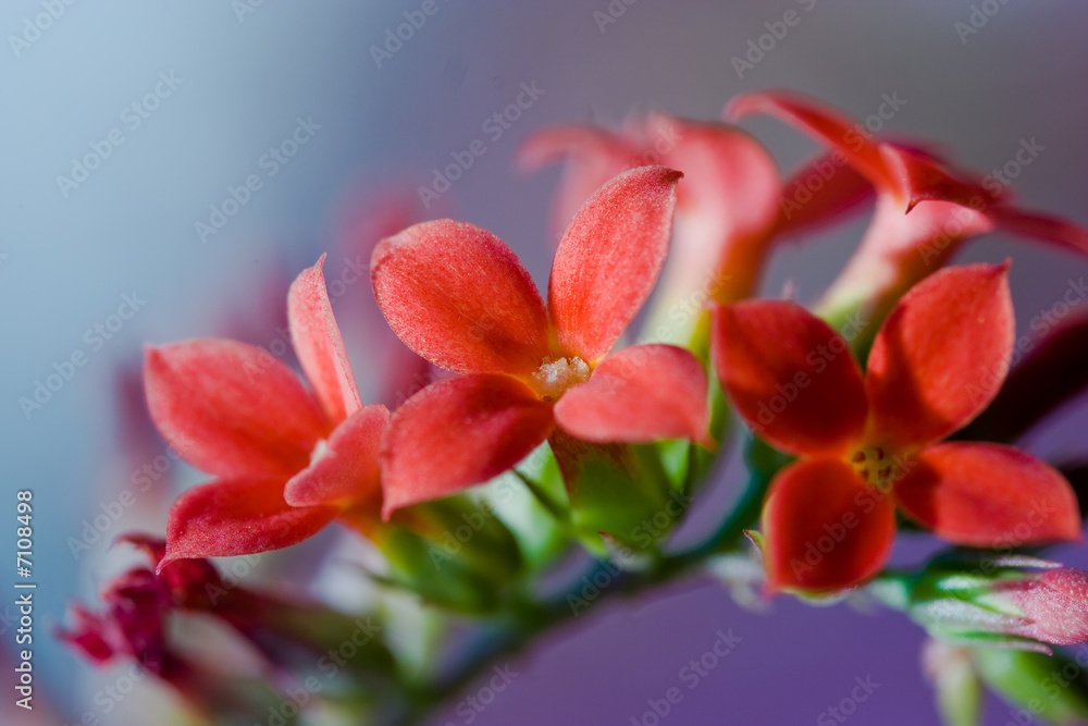 Kalanchoe flowers