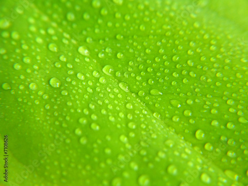 water drops on green leaf