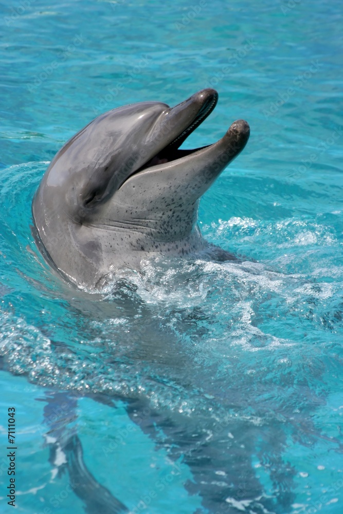 Obraz premium Smiling Dolphin portrait